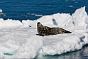 Weddell Seal